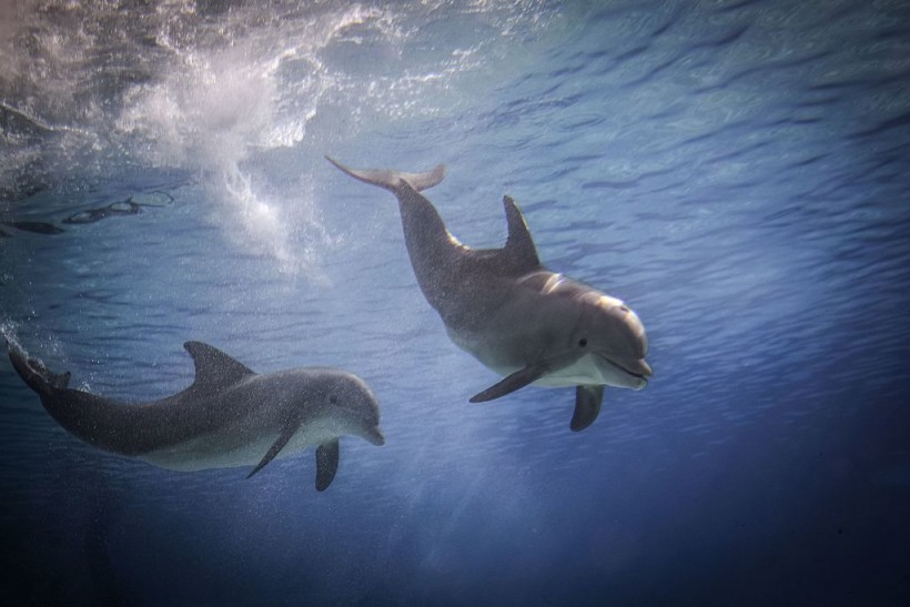 FRANCE-ANIMALS-DOLPHIN