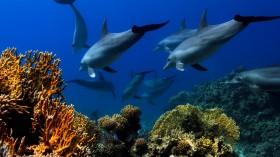 Dolphin Species: Discover Their Diverse Characteristics, Behavior