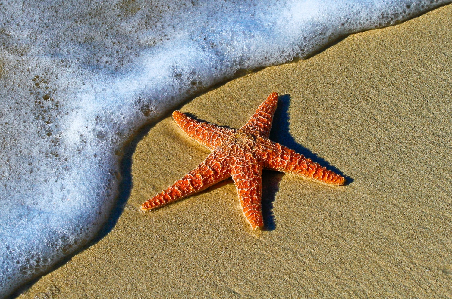 Large starfish spotted along beach in Port Aransas, Texas