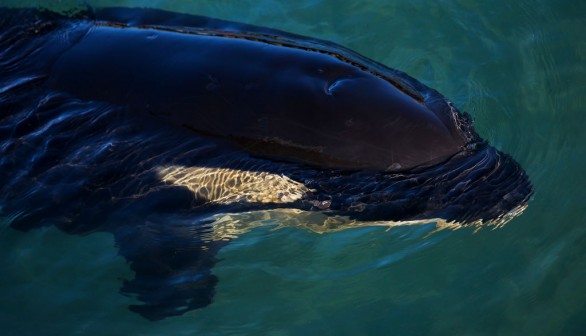 New Zealand Rescuers Work To Reunite Stranded Baby Orca With Pod