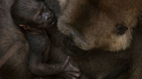 Congo Gorilla Sully Turns Out to Be Female When She Gave Birth 3 Years After Joining Columbus Zoo