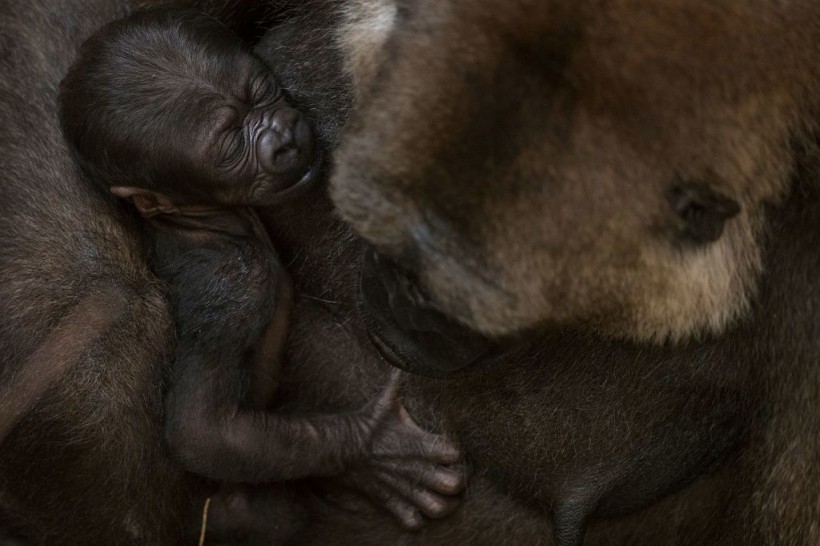 Congo Gorilla Sully Turns Out to Be Female When She Gave Birth 3 Years After Joining Columbus Zoo