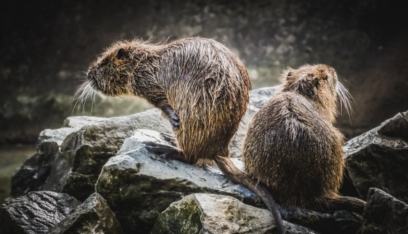 beavers