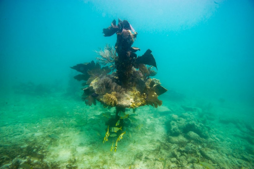 Coral reef in Key West, Florida