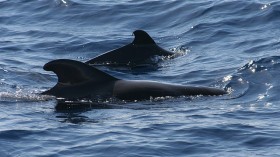 pilot whales