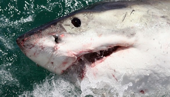 Cage Diving With Great White Sharks In South Africa