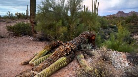 Saguaro cactus 