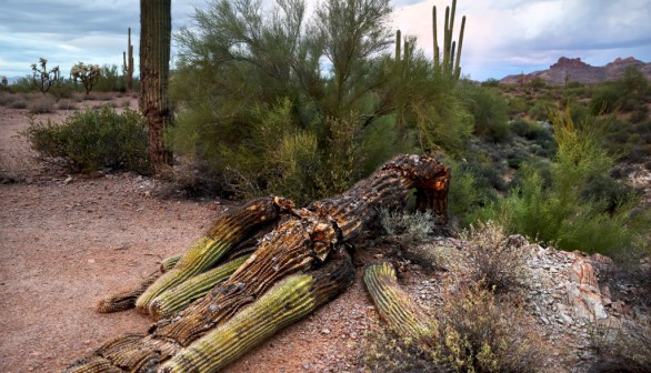 Saguaro cactus 