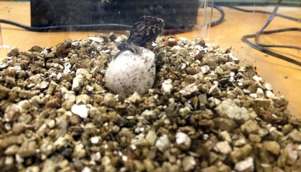 tuatara hatching