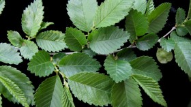 Elm Tree Leaves Quick Foraging Tips and Benefits: What Is Special About This Tree?