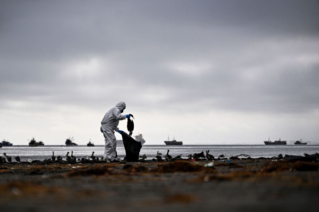 avian-flu-second-wave-puts-800-dead-birds-along-uk-coasts-nature