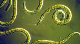 Dormant Soil Nematode from Siberian Permafrost Recently Reanimated, Starts Multiplying in Petri Dish