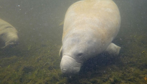 Captive Manatee Hugh's Death by Sex Injuries in Florida Aquarium, Could Have Been Avoided, Says Expert
