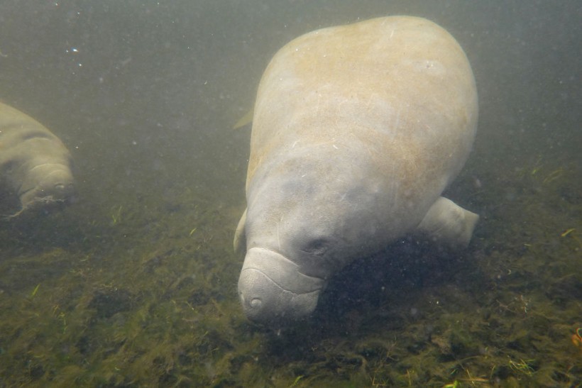 Captive Manatee Hugh's Death by Sex Injuries in Florida Aquarium, Could Have Been Avoided, Says Expert