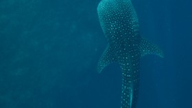 whale shark