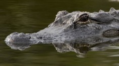 Florida Alligator Brooke Gets CT Scan with Help of Six Vets, Strappy Board Following Ear Infection Symptoms