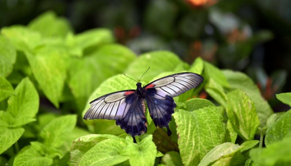 UAE-LEISURE-BUTTERFLY