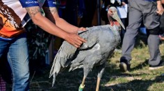 THAILAND-ENVIRONMENT-BIRD