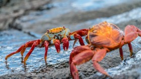 Two crabs on rock photo