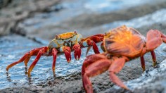 Two crabs on rock photo