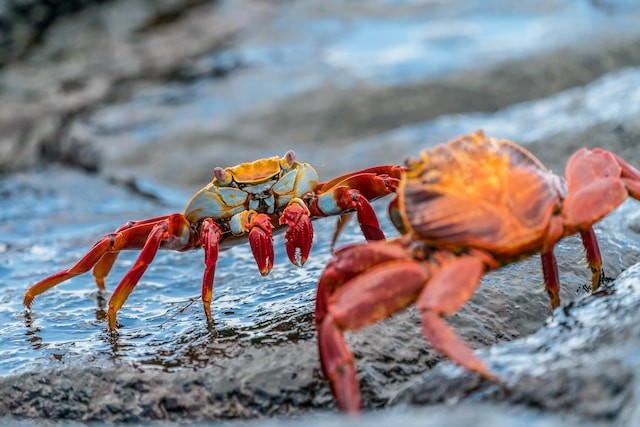 Two crabs on rock photo