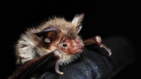 Myotis bechsteinii