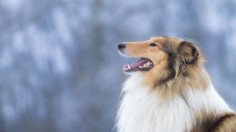 Japanese Man Toco Pays $14k to Become Collie Dog, Refuses to Reveal Real Face