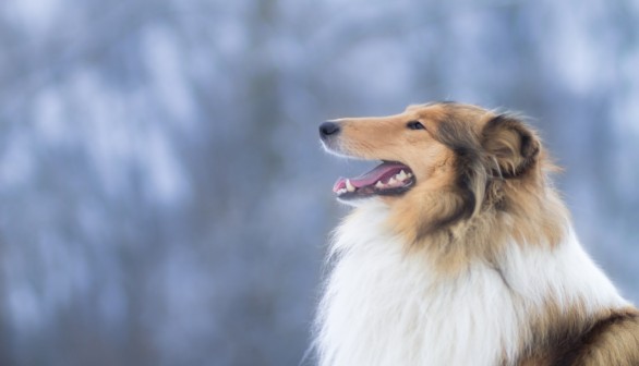 Japanese Man Toco Pays $14k to Become Collie Dog, Refuses to Reveal Real Face