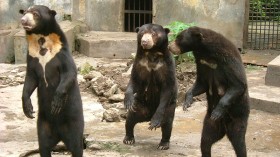 Sun Bears in China Zoo Suspected to be Fake Following Previous Similar Accusations 