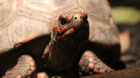 red-footed tortoise