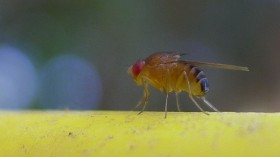 Virgin Birth Now Possible for Fruit Flies as Genetic Engineering Induce Parthenogenesis