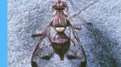 Invasive Tau Fruit Fly Puts South California Community Under Quarantine, Produce Movement Restricted