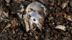 Cause Of Mass Fish Die-Off On Oder River Still Under Investigation