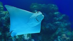 Stingray near coral reef