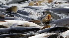 Asian carp