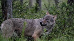 Wolves Officially Extinct in Andalucía, Spain Following Zero Sightings Reported Since 2020