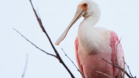 Shoreline Bird Roseate Spoonbill Back to Wisconsin After 178 Years, Draws Flock of Bird Watchers