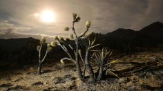 Mojave National Preserve on July 30, 2023