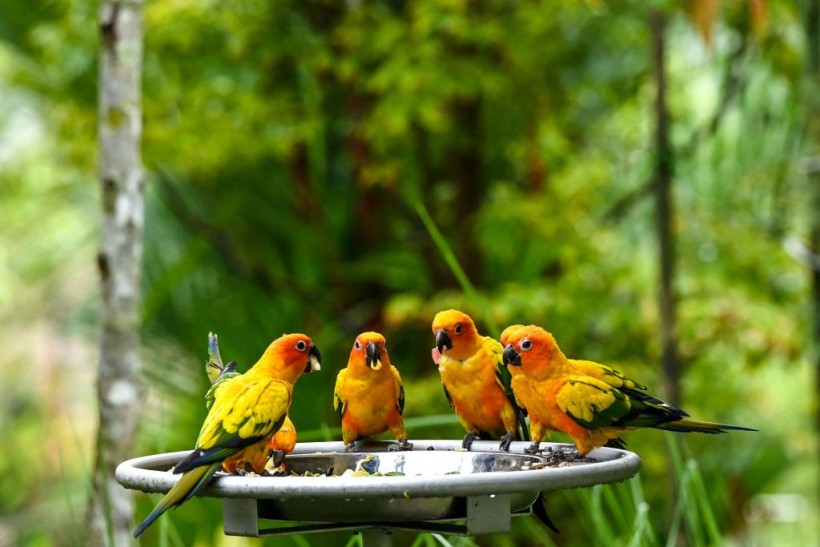SINGAPORE-ANIMAL-BIRDPARK