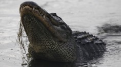 Alligator