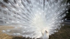 White Peacock: Rare Pets with Unique Genetic Mutation