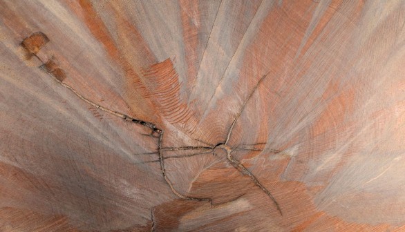 FRANCE-FOREST-OAK-BARREL-WINE