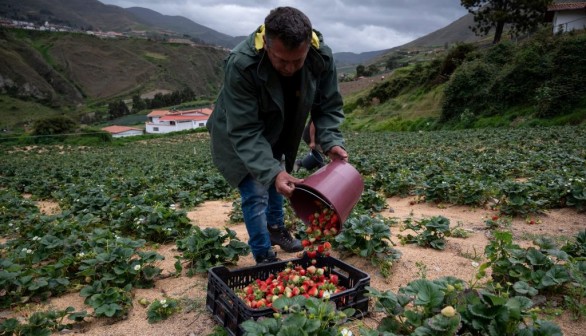 VENEZUELA-AGRICULTURE-ECONOMY-MARKETS