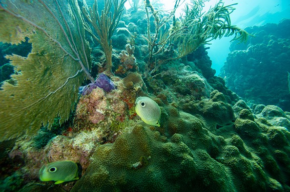 Foureye Butterflyfish swim around a coral reef in Key West, Florida, on July 16, 2023. 