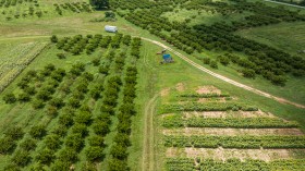An aerial view shows barren peach trees in the orchard at the Gregg Farms in Concord, Georgia, on July 12, 2023, after Pike County's peach crop failed to survive the frost and frigid temperatures that hit the area in mid to late March. 