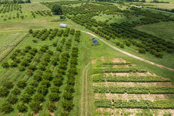 An aerial view shows barren peach trees in the orchard at the Gregg Farms in Concord, Georgia, on July 12, 2023, after Pike County's peach crop failed to survive the frost and frigid temperatures that hit the area in mid to late March. 