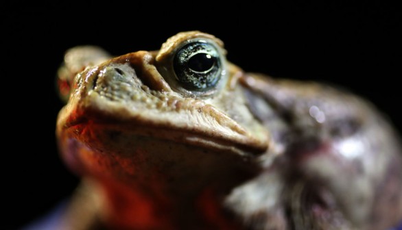 Invasive Toxic Cane Toad Population Near Resort in Florida Hunted Down By Man with BB Gun