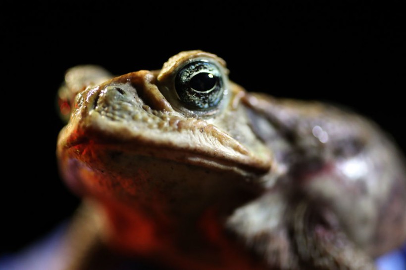 Invasive Toxic Cane Toad Population Near Resort in Florida Hunted Down By Man with BB Gun