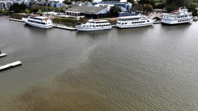 Algal Bloom in San Francisco's Berkeley Marina Causes Worry Over Possible Massive Fish Kill 