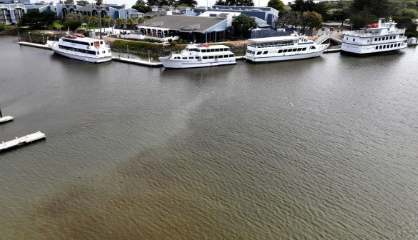 Algal Bloom in San Francisco's Berkeley Marina Causes Worry Over Possible Massive Fish Kill 